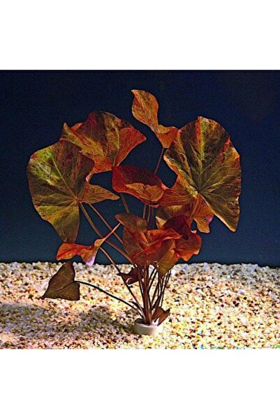 İthâl Bitki Nymphaea Rubra Bulb Lotus Soğanı (Kırmızı) Canlı Bitki