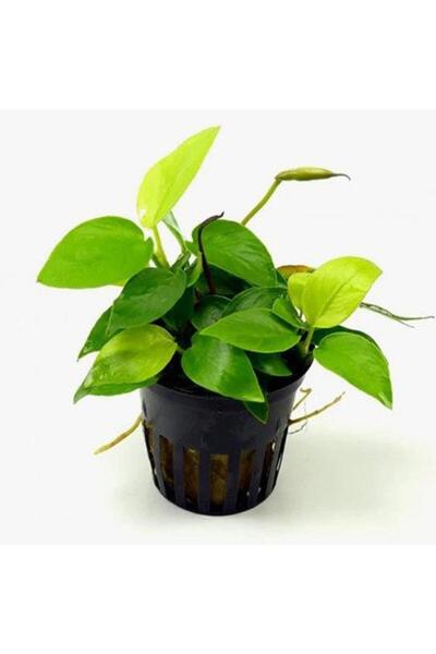 İthâl Bitki Anubias Nana Gold 6-7 Yapraklı Canlı Bitki