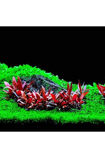 Atakan Plant Alternanthera Reineckii Mini In Vitro Canlı Bitki