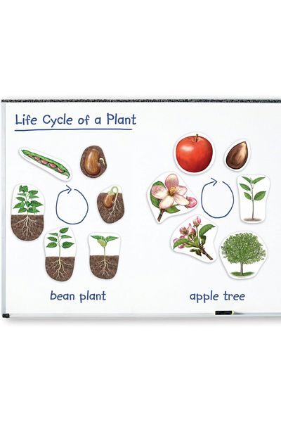 Learning Resources Giant Magnetic Plant Life Cycle-LER6045