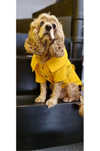 Empati Yellow Stitch Small Breed Dog Coat