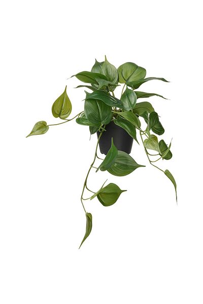 erorex Artificial potted plant, in/outdoor Golden Pothos/hanging, 12 cm