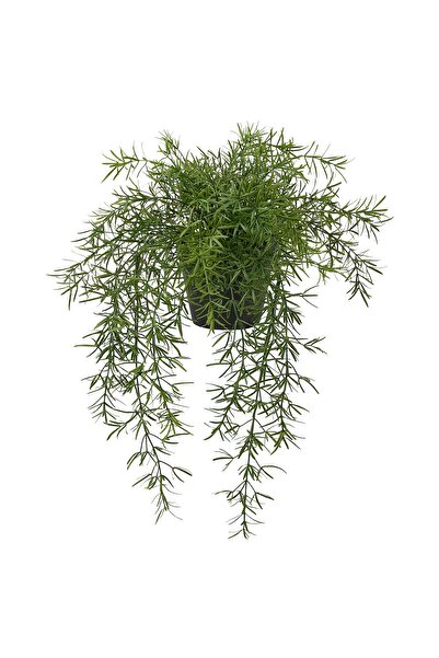 erorex نبات صناعي في وعاء، داخلي/خارجي، هليون/معلق، 12 سم