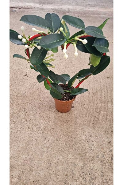 Asi madagaskar yasemini(kalpli)