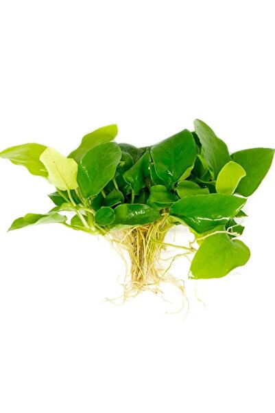 netx Bitki L168 Anubias barteri var nana (golden) 4-6 yaprak