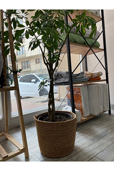 Aslan Home Hasır saksılık