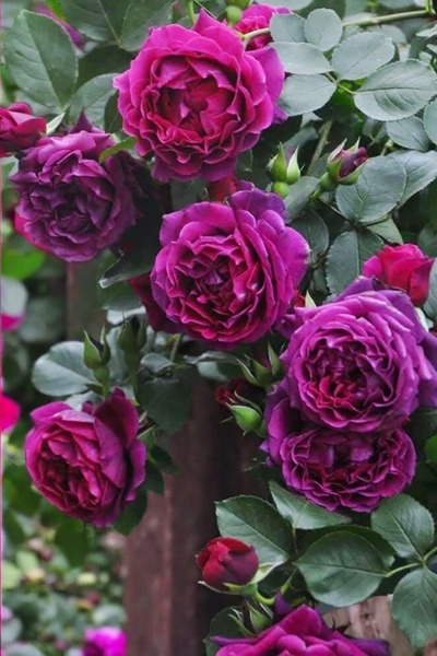 ÇİÇEKFLİX Bol çiçekli  mor gül fidesi açık kök dikime hazır 22-24cm