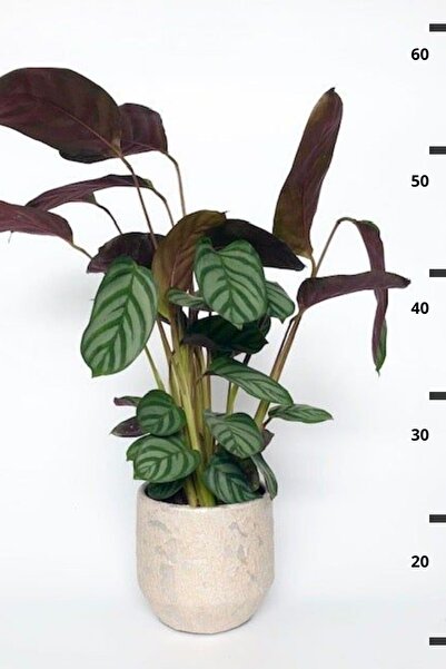 Byaysima Calathea Ctenanthe Setosa  Dua Çiçeği Kalatya Canlı Ev Ofİs Salon Bitkisi 40,50Cm