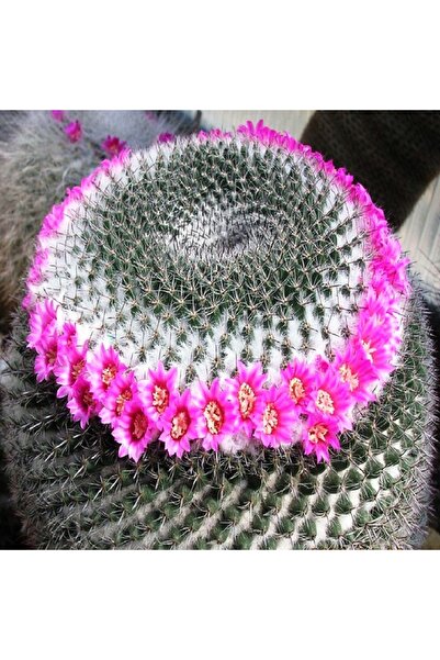 cantropikal Mammillaria Sp. Kaktüs Sukulent