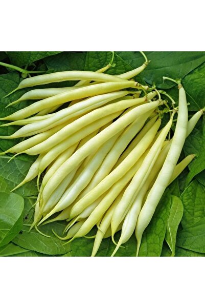 E-fidancim Ata Tohumları Hanımteni Çağlayan Sırık Turşuluk Beyaz Fasulye Tohu...