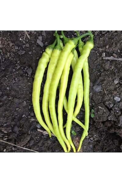 E-fidancim Geleneksel Yalova Çorbacı Lezzetli Sarı Sivri Tatlı Biber Tohumu (...