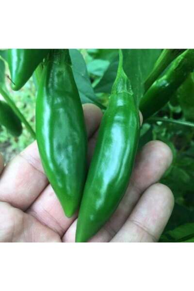 E-fidancim Geleneksel Ata Tohumları Doğal Tombul Acı Balık Biber Tohumu (20 a...