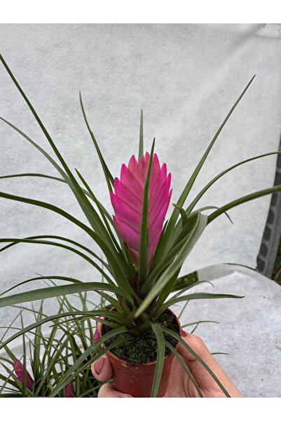 Byaysima Tillandsia (hava bitkisi ) iÇ Mekan Ev Ofis Bitkisi 5.5 cm Saksılı İ...