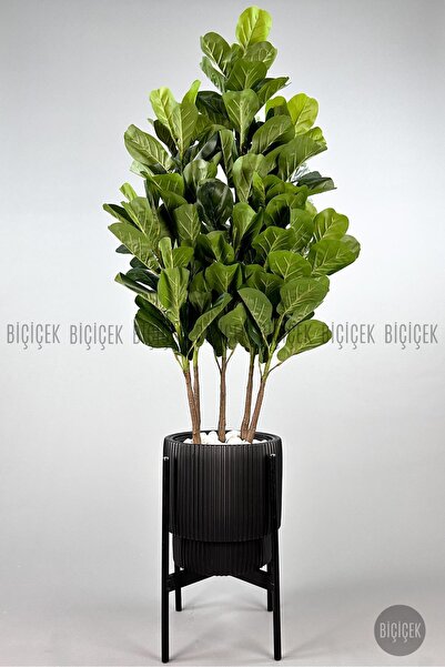 BİÇİÇEK Keman Yapraklı Kauçuk Bitkisi GALA Saksıda Fiddle Lyrata