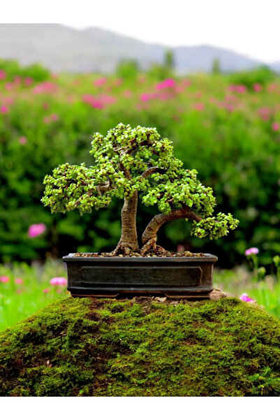Yades Kare saksıda 19 yaş bonsai