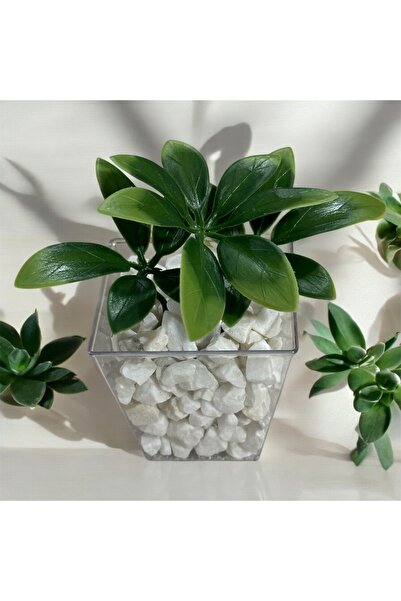 Lilac Home Yapay Çiçek DIY 3`lü Kübik Saksıda Podocarpus Bitkisi