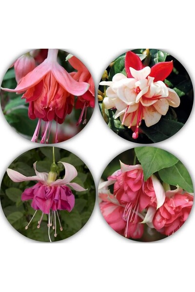 Bilgarden XXL İri Çiçekli (4 Adet) Karışık Renkli Mix Fuschia Küpe Çiçeği Fidesi