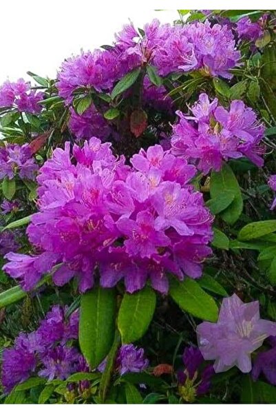 ATABEY ÇİÇEK Orman gülü çiçeği Fidesi mor renk