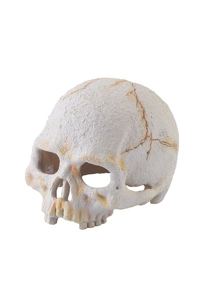 Exo Terra Small Human Skull - Reptile Pack Of 4