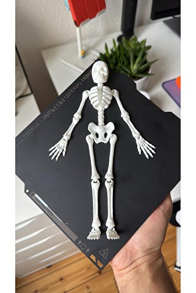 WELLCUT 31 cm 3D Baskı İnsan İskeleti Modeli – Dekoratif ve Koleksiyonluk
