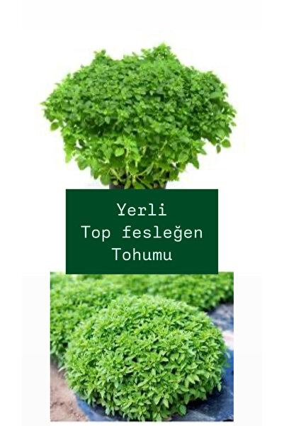 Birtutamrenk Top Fesleğen Tohumu 20 adet