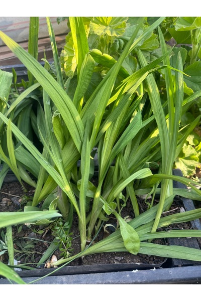 ERVA PEYSAJ Frezya Çiçeği Fidesi  Açık Kök