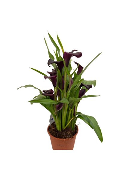 Mimoza Bitki Market Gala Gelin Çiçeği Bordo 15-25 cm