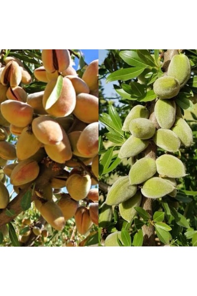 Doğan Fidancılık 2 li Paket Ferragnes Ferraduel(Tozlayıcı ) Tüplü 3 Yaşinda 120 160 Cm Badem Fidanı Soğuğa Dayanıklı