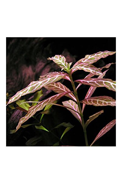 Genel Markalar Hygrophila Rosanervig Zeytin Saksı Canlı Bitki