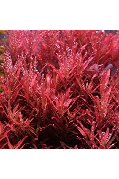 İthâl Bitki Rotala Rotundifolia Reddish Vietnam Saksı Canlı Bitki