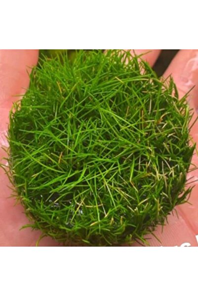 İthâl Bitki Mini Parvula In Vitro Cup Canlı Bitki