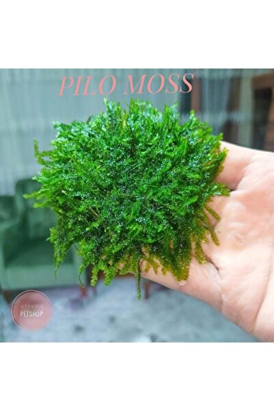 Genel Markalar Akvaryum Bitkileri Pilo Moss 5 x 5 cm Yeni Sarım Canlı Bitki