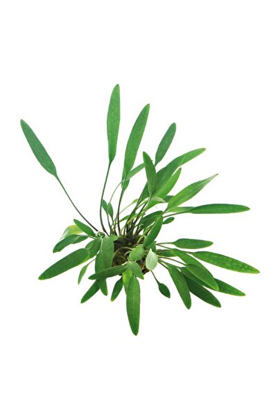 İthâl Bitki Cryptocoryne Lucens Saksı Canlı Bitki