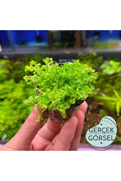 Atakan Petshop Micranthemum Monte Carlo Saksı Canlı Bitki