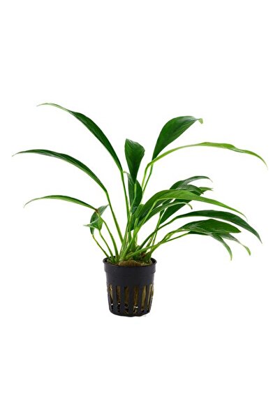 İthâl Bitki Anubias Angustifolia Saksı Canlı Bitki
