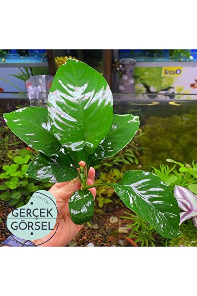 İthâl Bitki Anubias Broad Leaf 6-7 Yapraklı Canlı Bitki L