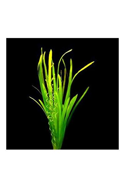 Genel Markalar Vallisneria Spiralis Saksı Canlı Bitki