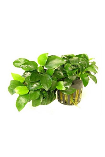 Genel Markalar Anubias Nana 5-6 Yapraklı Canlı Bitki