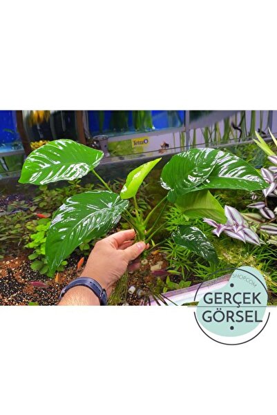 İthâl Bitki Anubias Broad Leaf 6-8 Yapraklı Canlı Bitki XL
