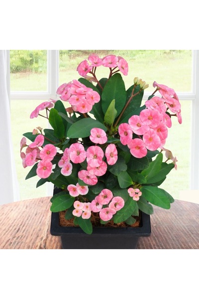 FİDEİSTE Euphorbia Milii - Dikenler Tacı