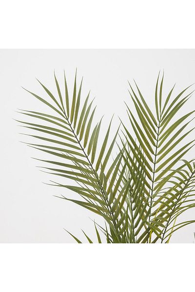 erorex Artificial potted plant, in/outdoor/Kentia palm, 15 cm