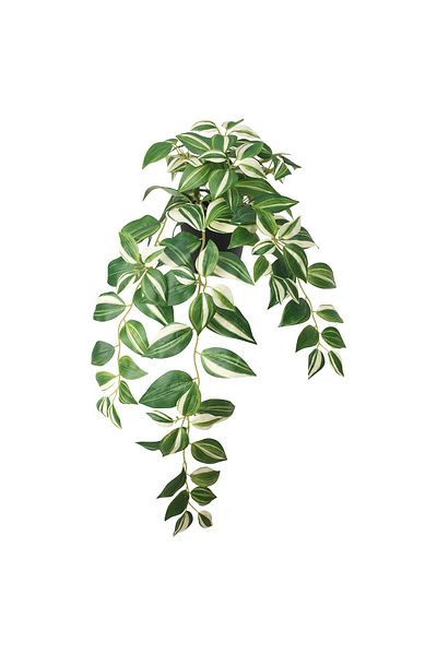 erorex Artificial potted plant, in/outdoor/tradescantia zebrina, 12 cm
