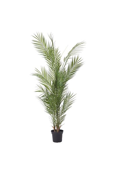 erorex Artificial potted plant, in/outdoor/Kentia palm, 15 cm