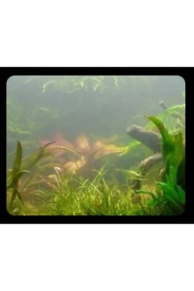 YEE AQUARIUM NITRIFYING BACTERIA 50PCS