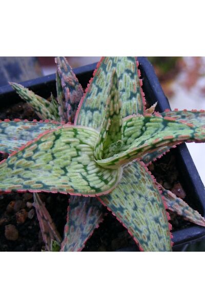 cantropikal Aloe Cv. Pink Blush - Güneşte Yaprak Kenarları Kızarır - Sukulent