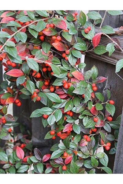 AnkaBahçe Dağ Muşmulasi Cotoneaster Franchetti Tibet 40 60 Cm