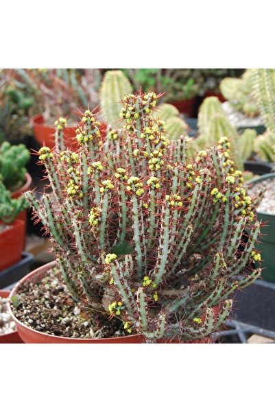 cantropikal Euphorbia Aeruginosa Schiweck Sarı Çiçek Açan Nadir Kaktüs Sukulent