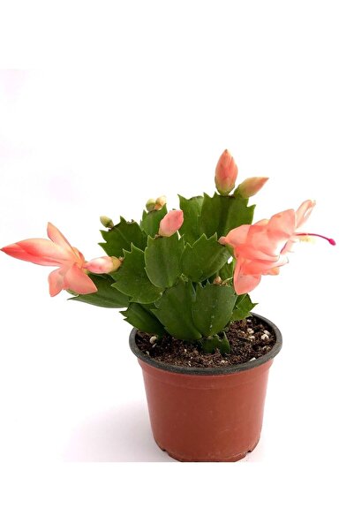 Byaysima Yılbaşı Çiçeği Yılbaşı Kaktüsü 1.Adet Yavruağzı Canlı Saksıda İÇ Mekan Salon Bitkisi