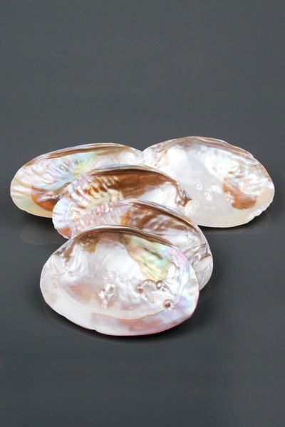 SHELL Istiridye Sedef Deniz Kabuğu