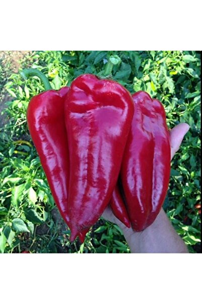 E-fidancim Geleneksel Ata Tohumu Salçalık Kızartmalık Tatlı Kırmızı Kapya Bib...